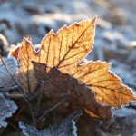 Laub am Wintermorgen © Lars Baus 2016