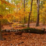 Laubwald im Herbstkleid © Lars Baus 2018