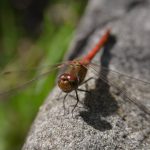 Libelle auf Stein © Lars Baus 2016