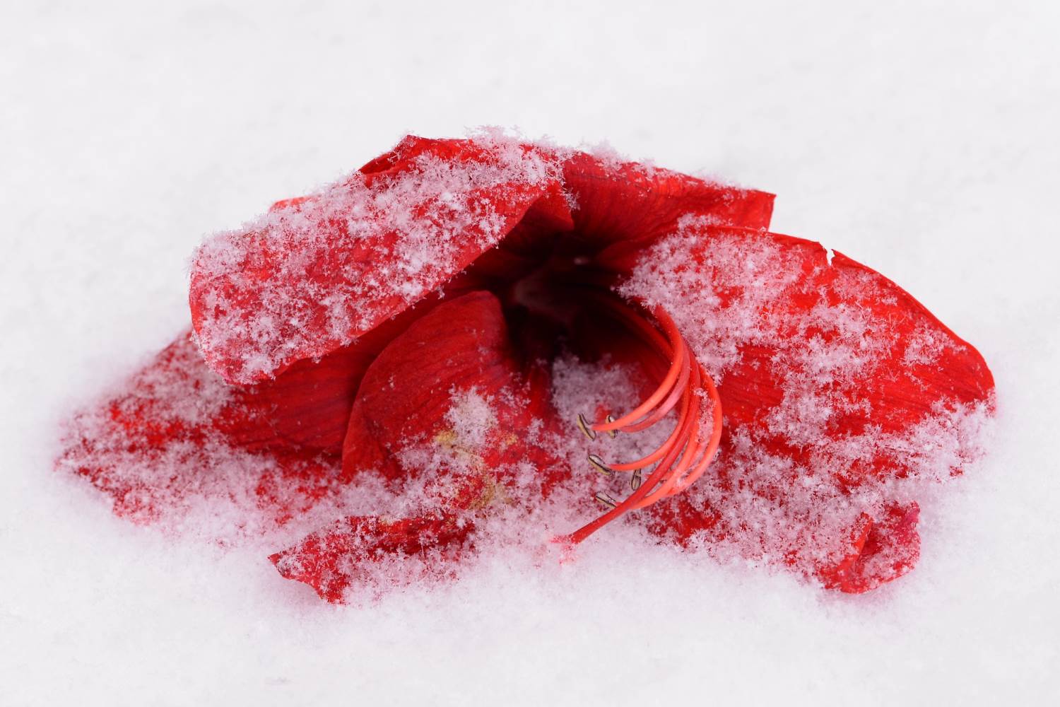 Lilienblüte im Schnee © Lars Baus 2014