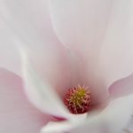 Bild von der Webseite von Zen-Fotografie