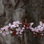 Mandelblüte © Lars Baus 2018