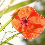 Mohn im Regen © Lars Baus 2017