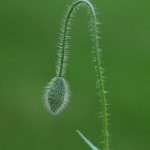 Mohn vor der Blüte © Lars Baus 2019