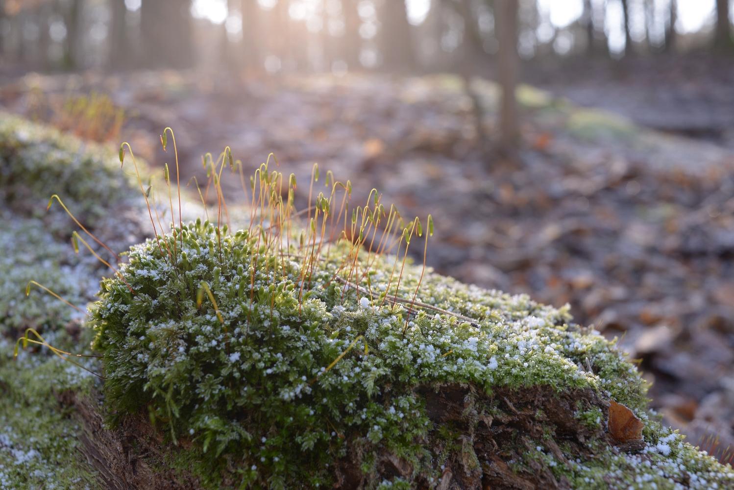 Mooshalme im Bodenfrost © Lars Baus 2018