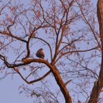 Mäusebussard im Abendlicht © Lars Baus 2018