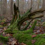 Natur-Skulptur © Lars Baus 2018