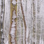 Neuschnee im Buchenwald © Lars Baus 2018