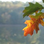 Oktober am See © Lars Baus 2018