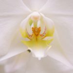 Orchideenblüte © Lars Baus 2019