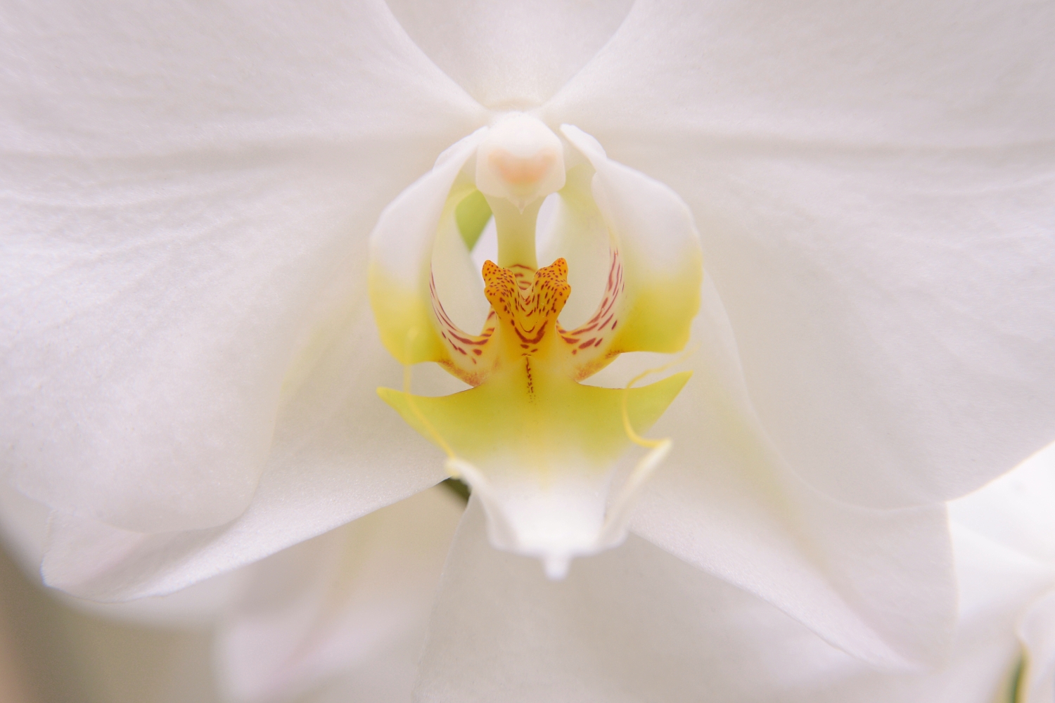 Orchideenblüte © Lars Baus 2019