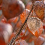 Physalis-Kapseln © Lars Baus 2017