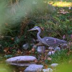 Reiher am Fischteich © Lars Baus 2018