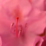 Rhododendron-Blüte © Lars Baus 2017