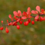 Rote Berberitzen © Lars Baus 2019