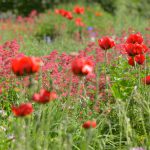 Roter Mohn © Lars Baus 2018