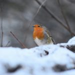 Rotkehlchen im Schnee © Lars Baus 2019