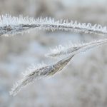 Schilfhalme im Frost © Lars Baus 2019