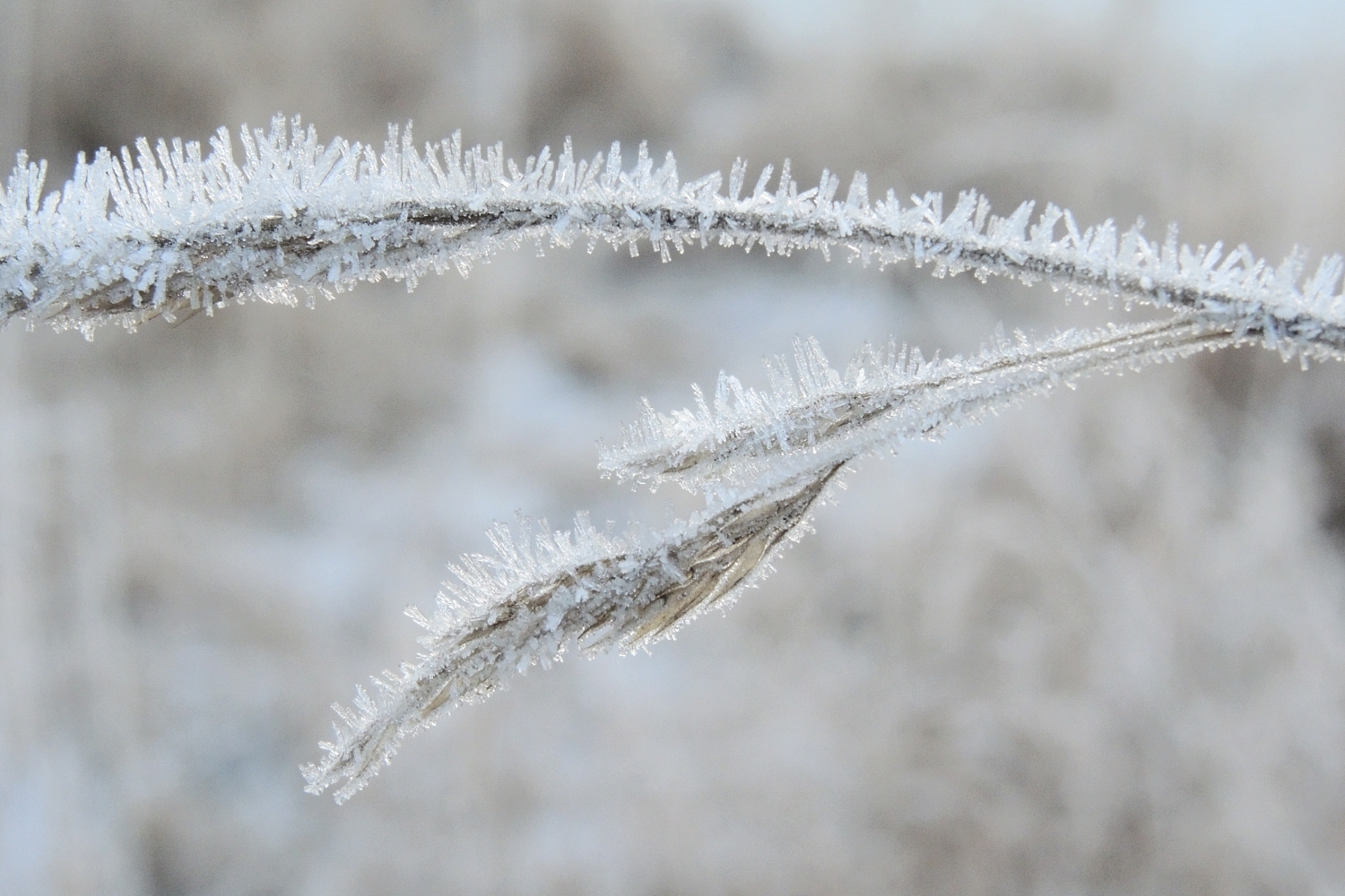 Schilfhalme im Frost © Lars Baus 2019