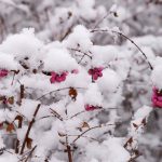 Schneebeeren © Lars Baus 2014