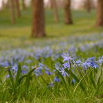 Scilla-Feld © Lars Baus 2018