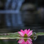 Seerose im Gartenteich © Lars Baus 2018