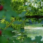 Sommer am See © Lars Baus 2013