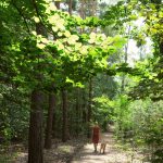 Sommer im Wald © Lars Baus 2018