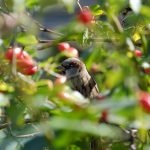 Spatz in den Beeren © Lars Baus 2013