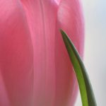 Tulpe und Blatt © Lars Baus 2015