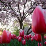 Tulpen und Magnolienbaum © Lars Baus 2013