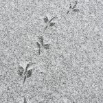 Vogelspuren auf verschneitem Eis © Lars Baus 2019