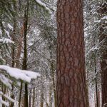 Wald im Schneekleid © Lars Baus 2014