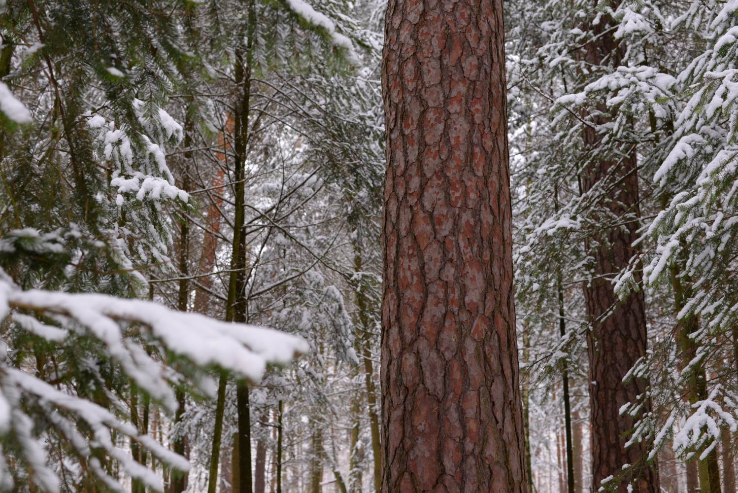 Wald im Schneekleid © Lars Baus 2014