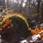 Waldboden im Spätherbst © Lars Baus 2017