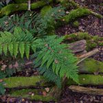 Waldboden © Lars Baus 2017