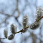 Weidenkätzchen im Regen © Lars Baus 2017