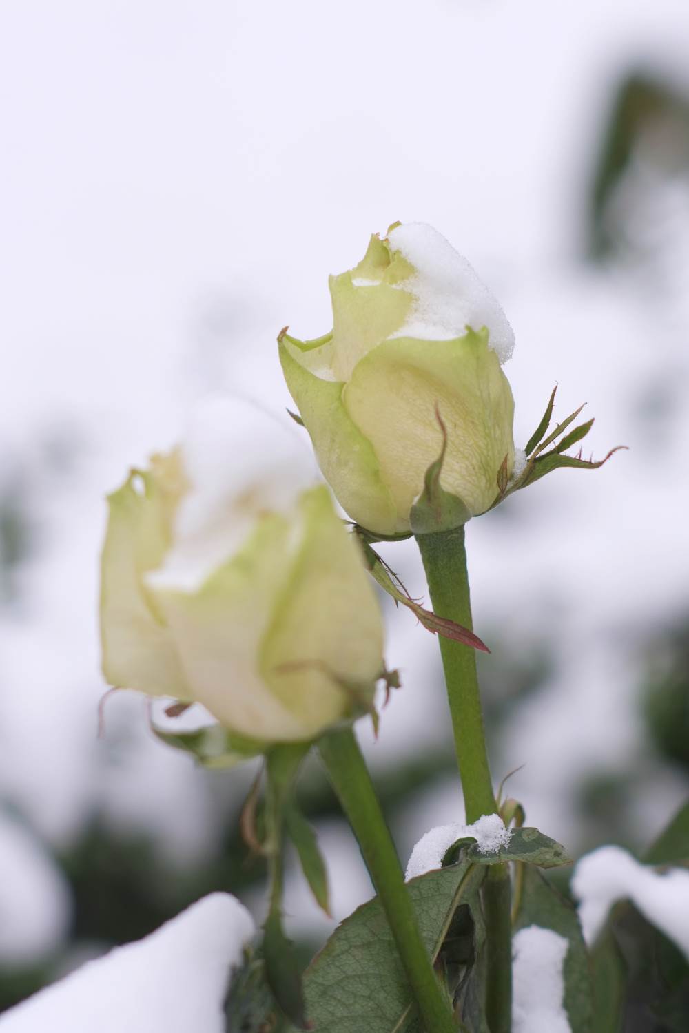 Weisse Rosen im Schnee © Lars Baus 2014