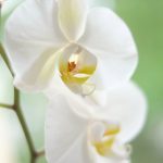 Weiße Orchidee © Lars Baus 2019