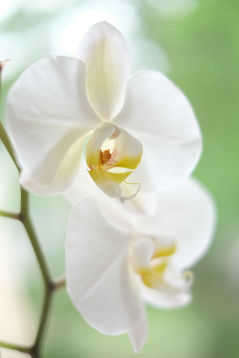 Weiße Orchidee © Lars Baus 2019