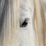 White Beauty © Lars Baus 2014