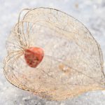 Winter-Physalis © Lars Baus 2017