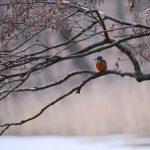 Winterabend mit Eisvogel © Lars Baus 2019