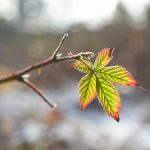 Winterliches Brombeerblatt © Lars Baus 2019