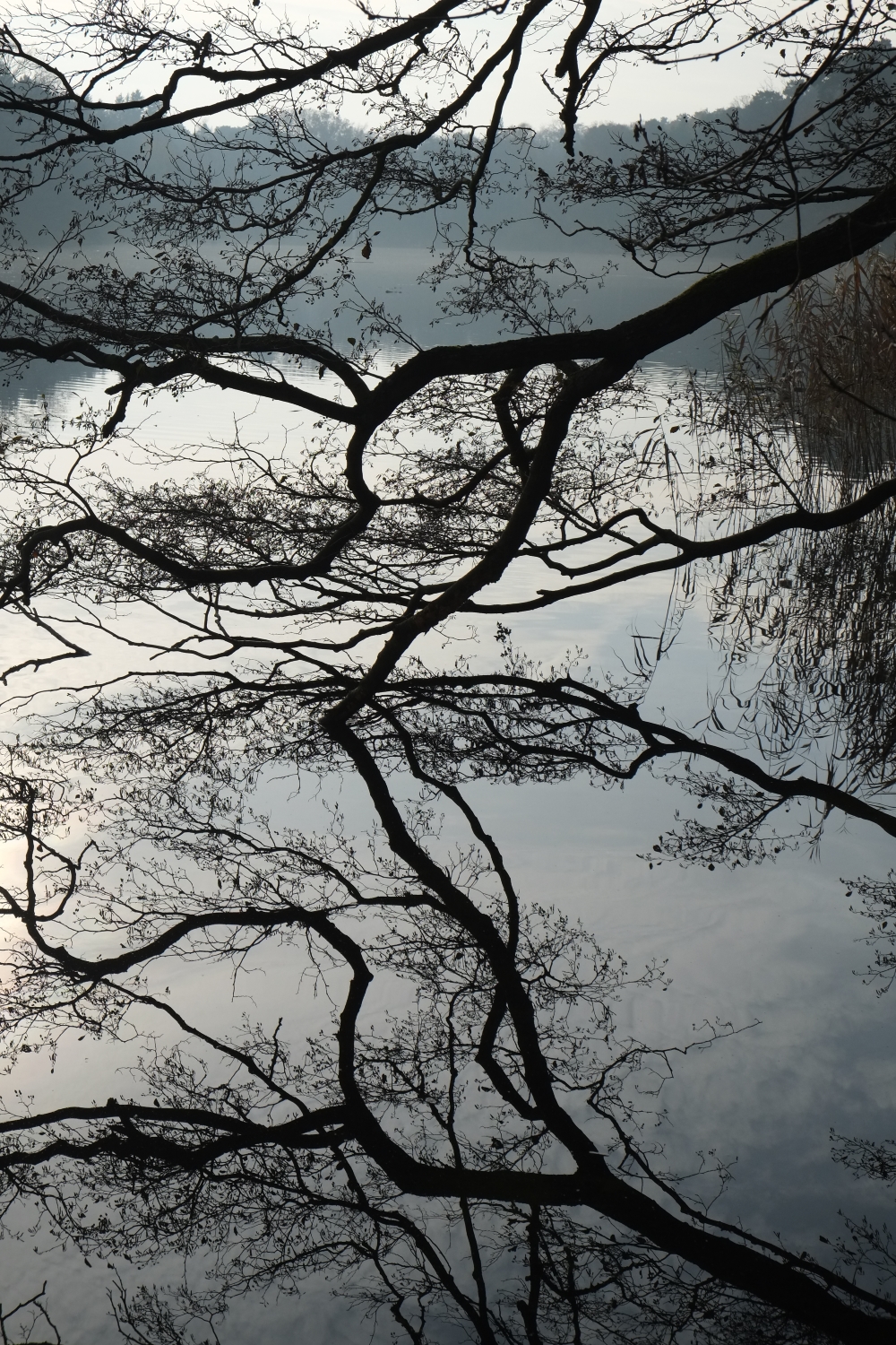 Zweige spiegeln sich im See © Lars Baus 2016